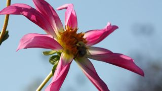 Arthropologia consacre ses moyens à l’accompagnement des pratiques et des comportements en faveur de la biodiversité. ©L. Hespel